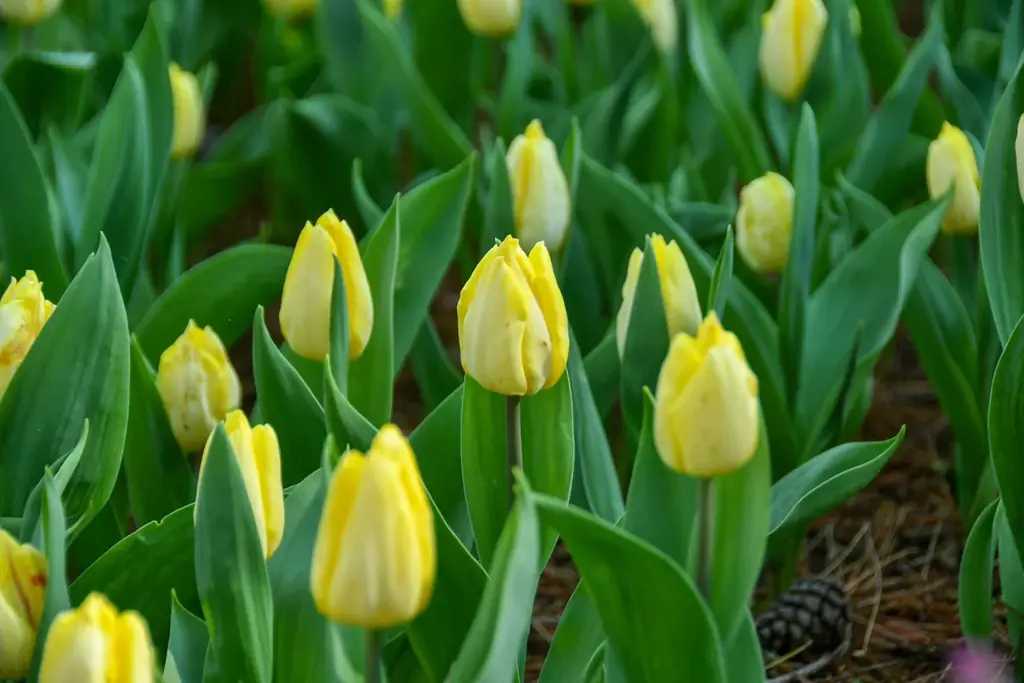 チューリップまもなく見頃です（国営ひたち海浜公園） 画像 4