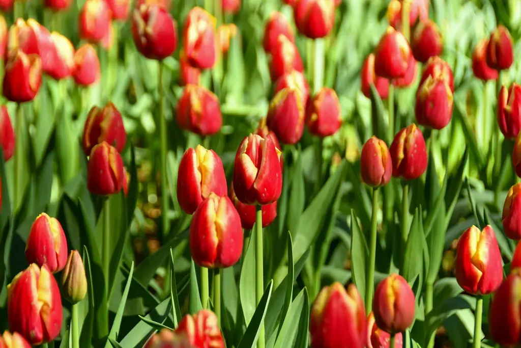 チューリップまもなく見頃です（国営ひたち海浜公園） 画像 5