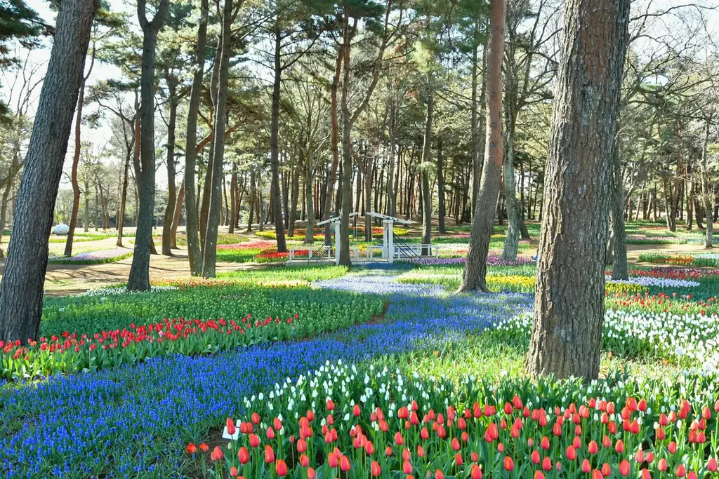 チューリップまもなく見頃です（国営ひたち海浜公園） 画像 6