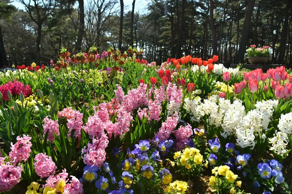 チューリップまもなく見頃です（国営ひたち海浜公園） 画像 7
