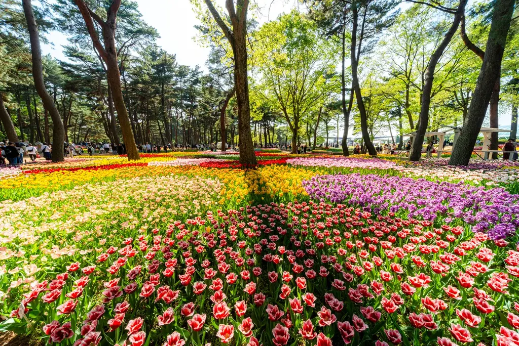 チューリップまもなく見頃です（国営ひたち海浜公園） 画像 8