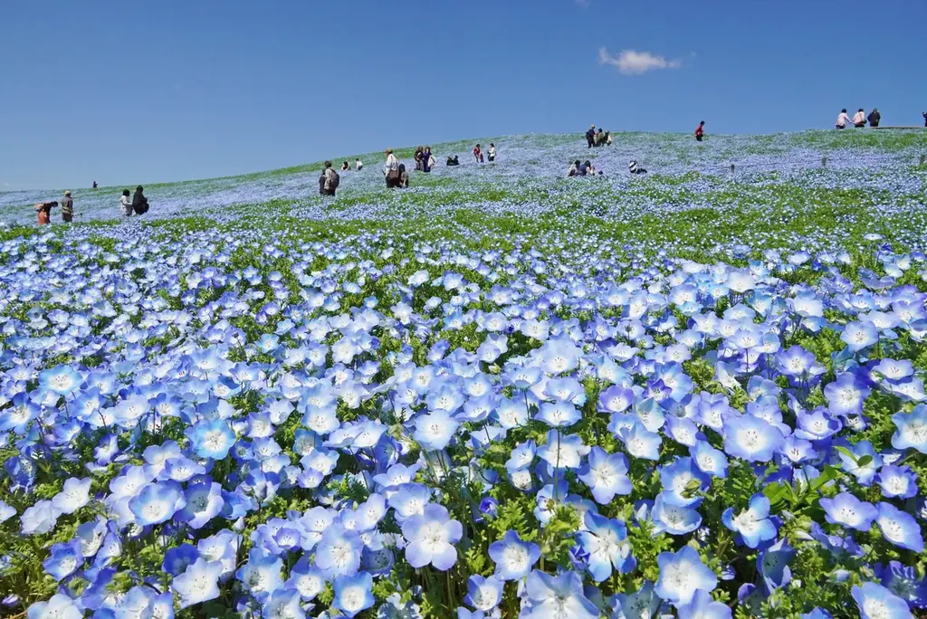 みはらしの丘ネモフィラ開花