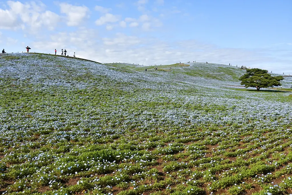 ネモフィラ　現在5分咲き、まもなく見頃（7分咲き）を迎えます！（国営ひたち海浜公園） 画像 5