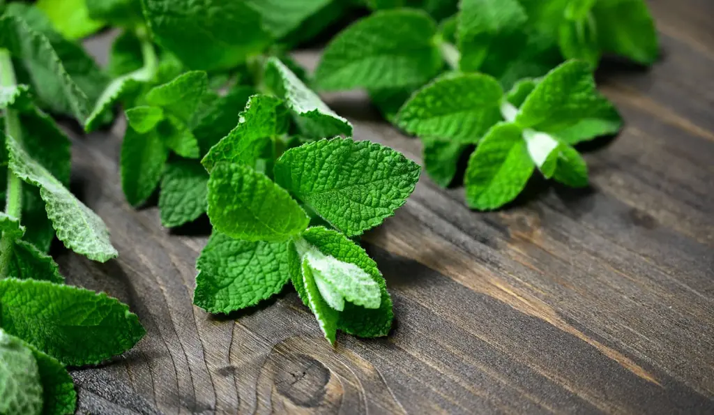 圧倒的な爽快感を追求した「国産ライムのジンモヒート」を販売開始 画像 5