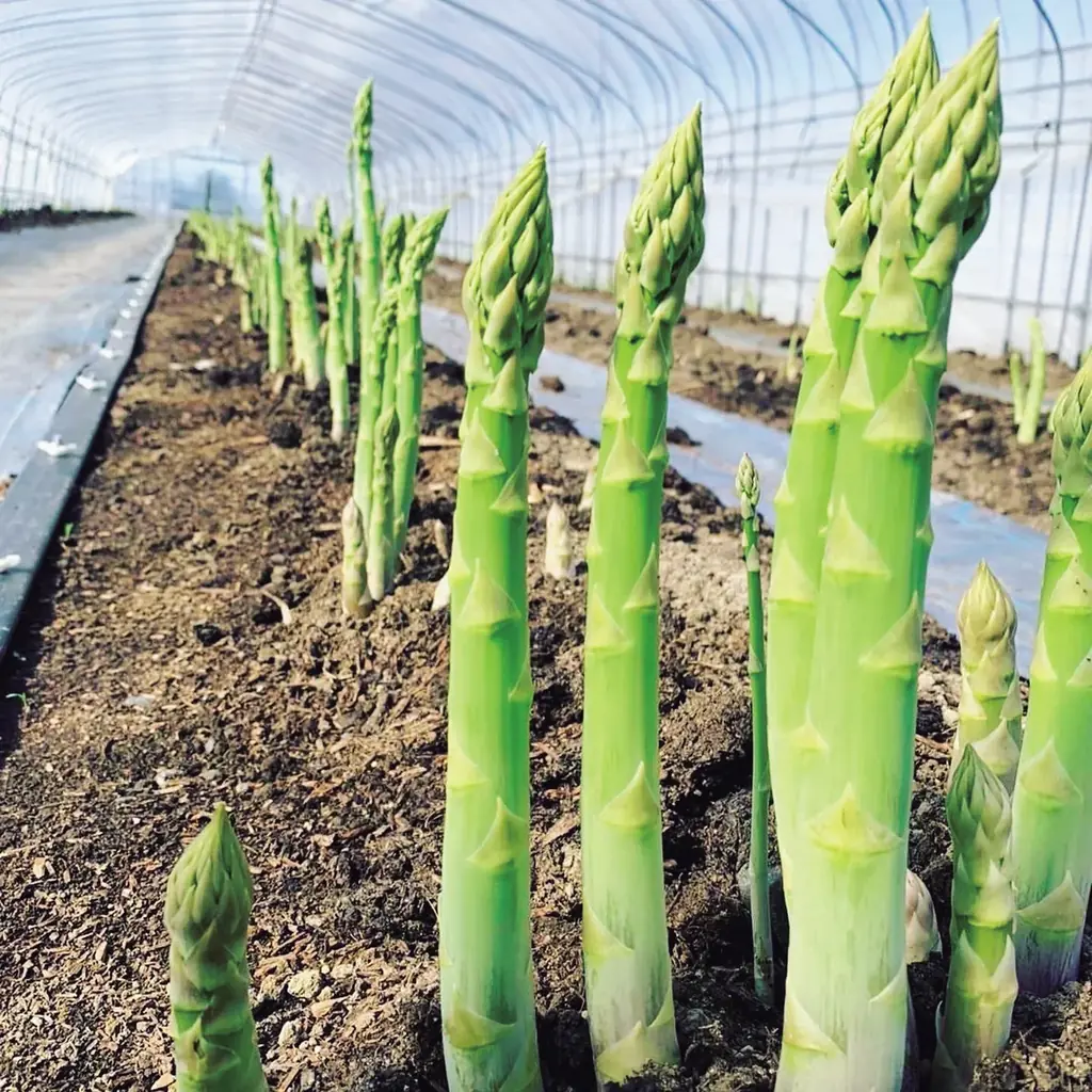 【あべのハルカス近鉄本店】新千歳空港グルメがあべのハルカスに大集結 ハルカス・ニッポン博覧会 大北海道展 画像 14