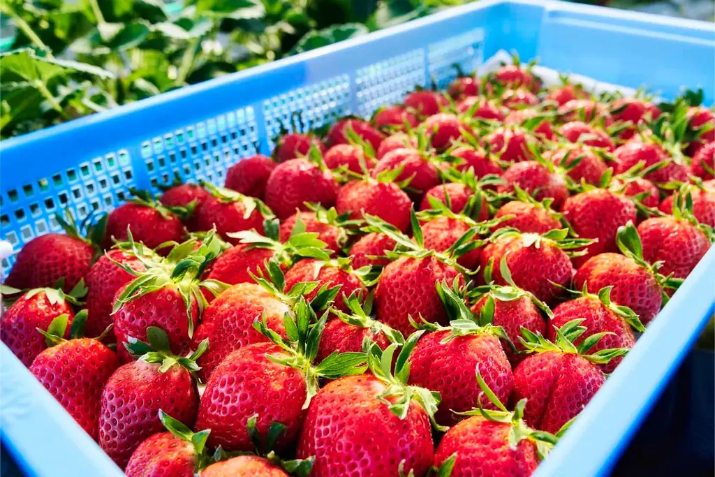 【大阪高島屋】「初夏の大北海道展」4月23日(木)から開催！タラバカニなど、４つの食材に注目！ 画像 15