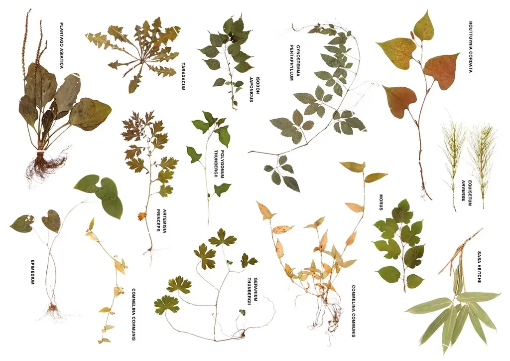 古くから薬草と深いゆかりのある多気町に、“人型のランドスケープアート”誕生！人型をした巨大なハーブ畑がVISONに登場 画像 14