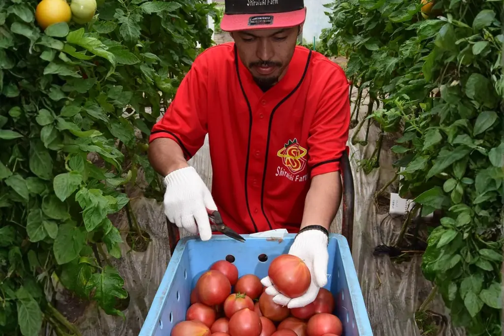 農業の「最高到達点」へ。115年続く農家5代目が、素材の力を120%引き出すために辿り着いた、究極のスープカレー店。｜北斗市白石農園株式会社 画像 4