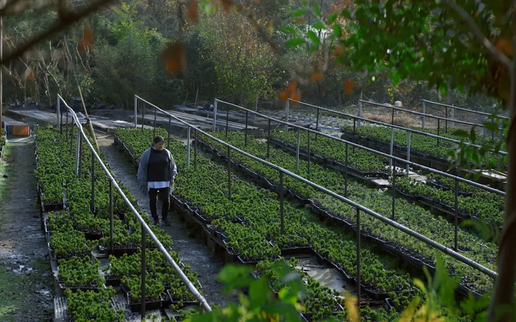 【母の日ギフトや春の贈り物に】５月に咲く桜で、自宅で花見酒が楽しめる「おうちでお花見 ～梅酒と盆栽セット～」が発売 画像 6