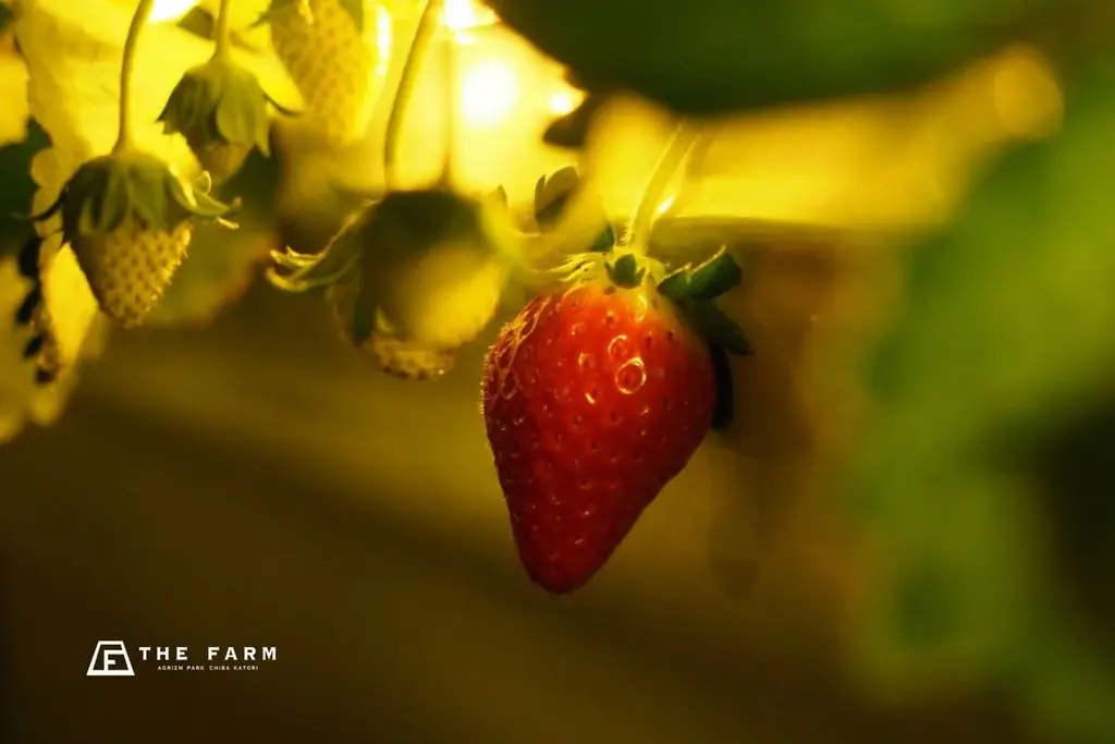 【GW直前4月限定】春の農園リゾートをゆったり満喫できる連泊滞在を提案。宿泊者向けイベントや旬のいちご体験、温泉・サウナまで、時間に追われない旅を届けます。 画像 7
