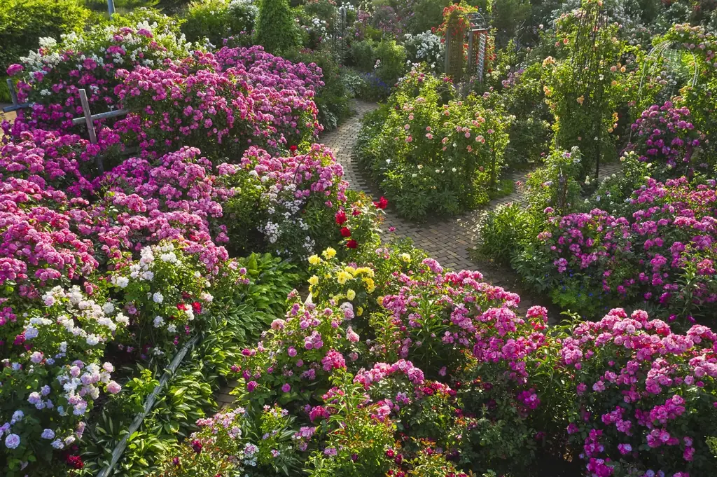 【ロイズ】直営店限定！バラをモチーフにしたスイーツを4月15日に発売。 画像 8