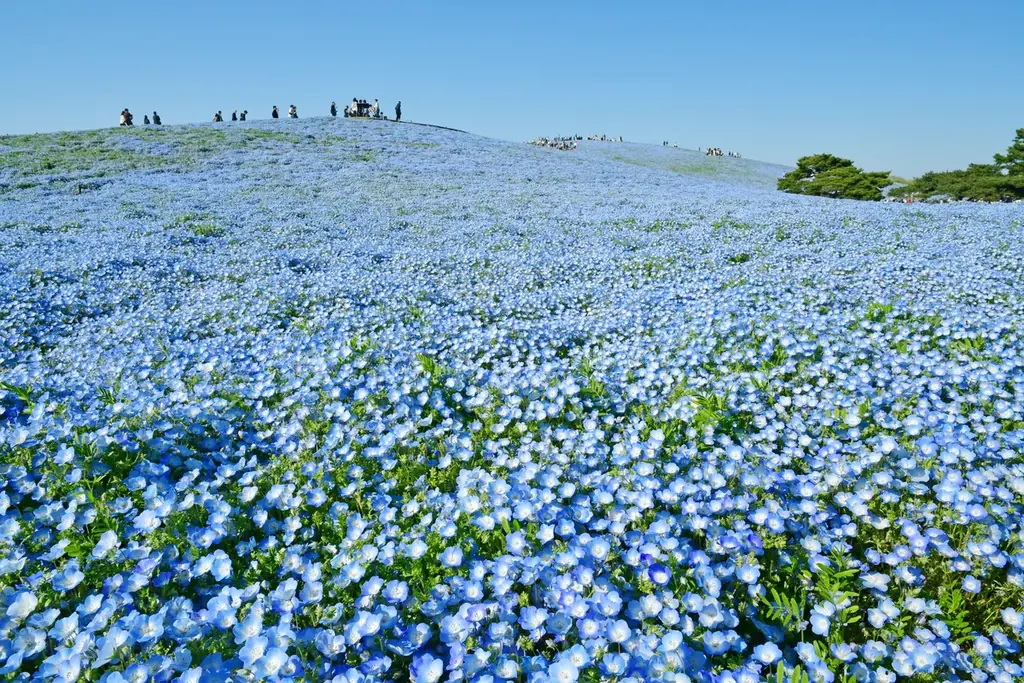 ネモフィラ 見頃（７分咲き）になりました（国営ひたち海浜公園） 画像 1