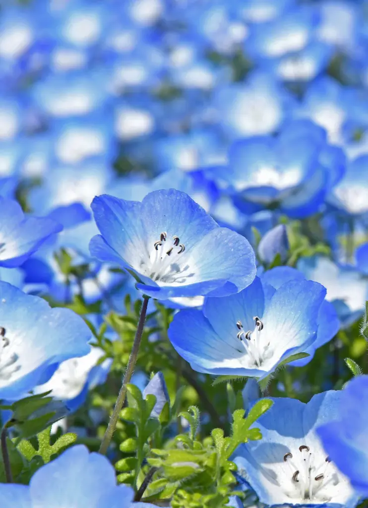 ネモフィラ 見頃（７分咲き）になりました（国営ひたち海浜公園） 画像 3