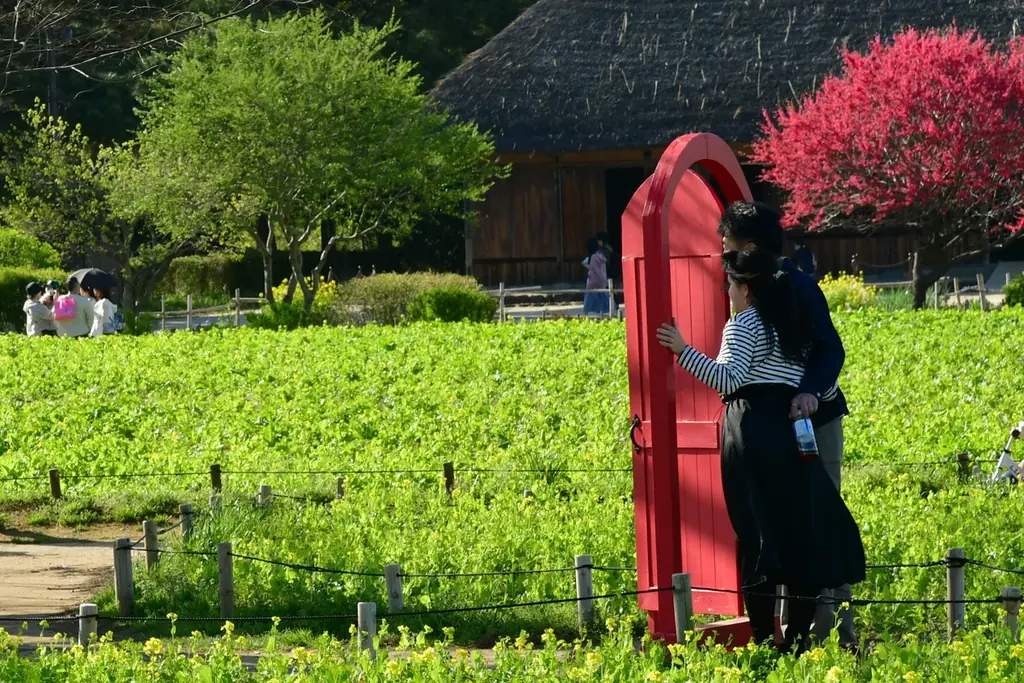 ネモフィラ 見頃（７分咲き）になりました（国営ひたち海浜公園） 画像 5