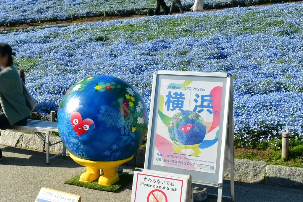 ネモフィラ 見頃（７分咲き）になりました（国営ひたち海浜公園） 画像 6