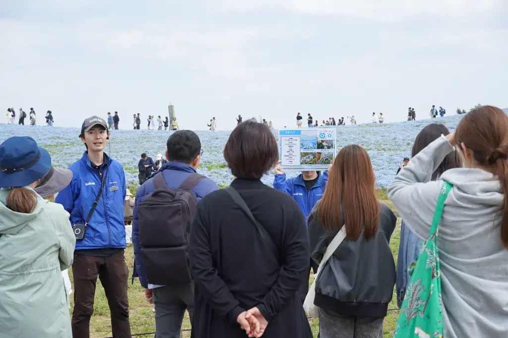 ネモフィラ 見頃（７分咲き）になりました（国営ひたち海浜公園） 画像 7