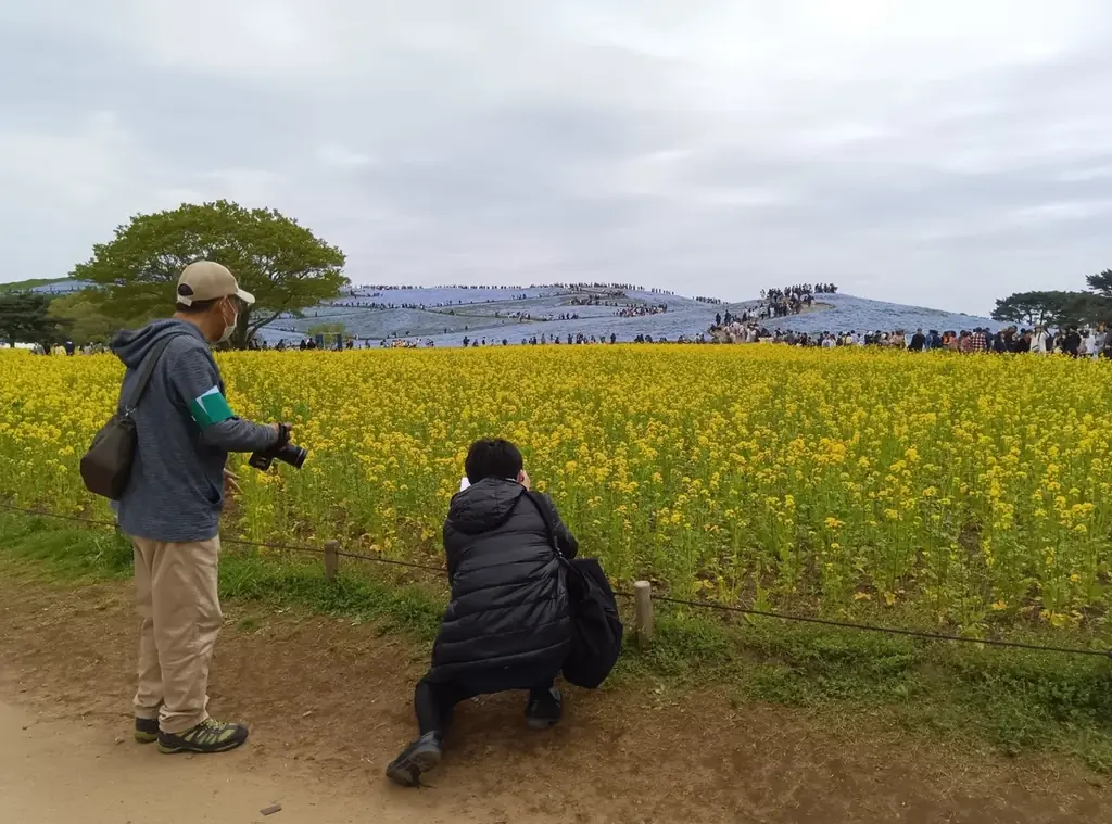 ネモフィラ 見頃（７分咲き）になりました（国営ひたち海浜公園） 画像 8