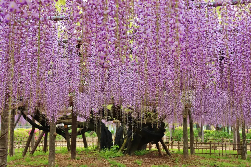 【加須市】樹齢450年の歴史が織りなす紫の絶景。「騎西藤まつり」を4月18日より開催！～大藤の香り漂う玉敷公園で、伝統芸能から音楽イベントまで多彩な催しが満載～ 画像 1