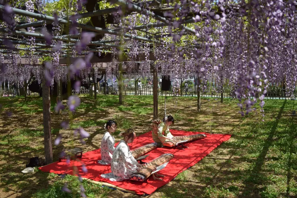 【加須市】樹齢450年の歴史が織りなす紫の絶景。「騎西藤まつり」を4月18日より開催！～大藤の香り漂う玉敷公園で、伝統芸能から音楽イベントまで多彩な催しが満載～ 画像 2