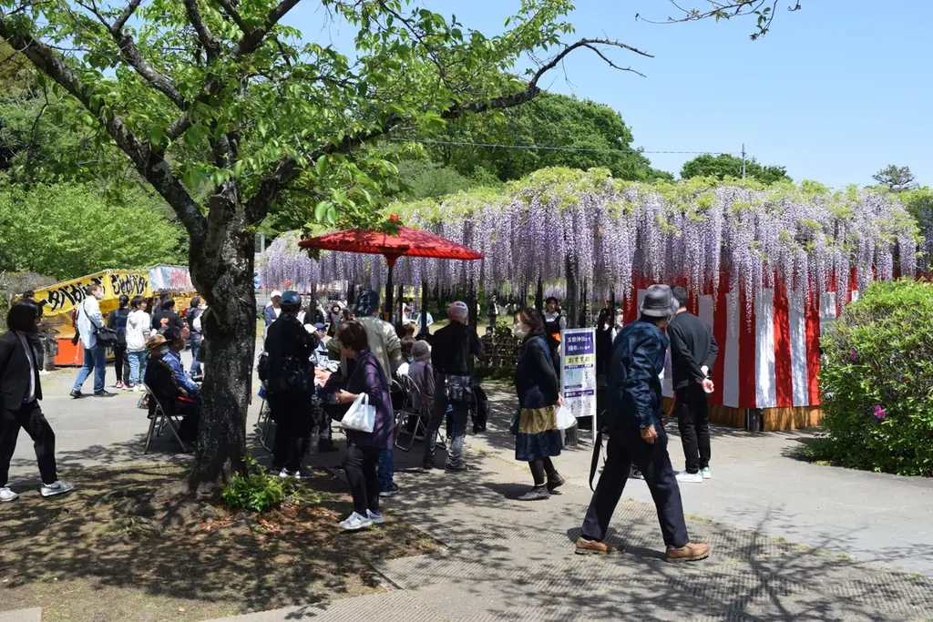 【加須市】樹齢450年の歴史が織りなす紫の絶景。「騎西藤まつり」を4月18日より開催！～大藤の香り漂う玉敷公園で、伝統芸能から音楽イベントまで多彩な催しが満載～ 画像 3