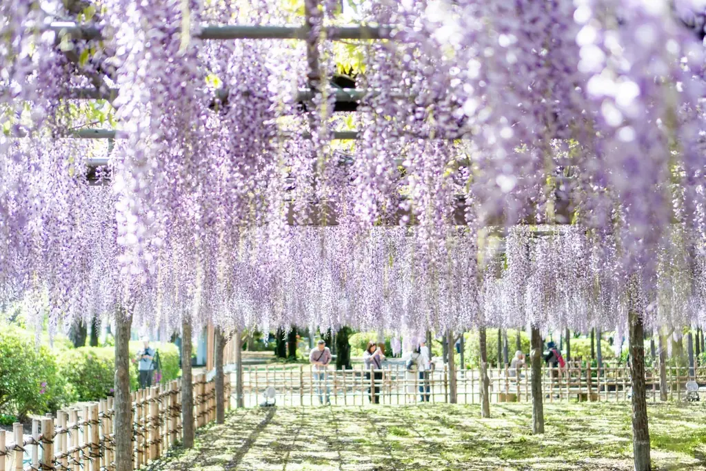 【加須市】樹齢450年の歴史が織りなす紫の絶景。「騎西藤まつり」を4月18日より開催！～大藤の香り漂う玉敷公園で、伝統芸能から音楽イベントまで多彩な催しが満載～ 画像 4