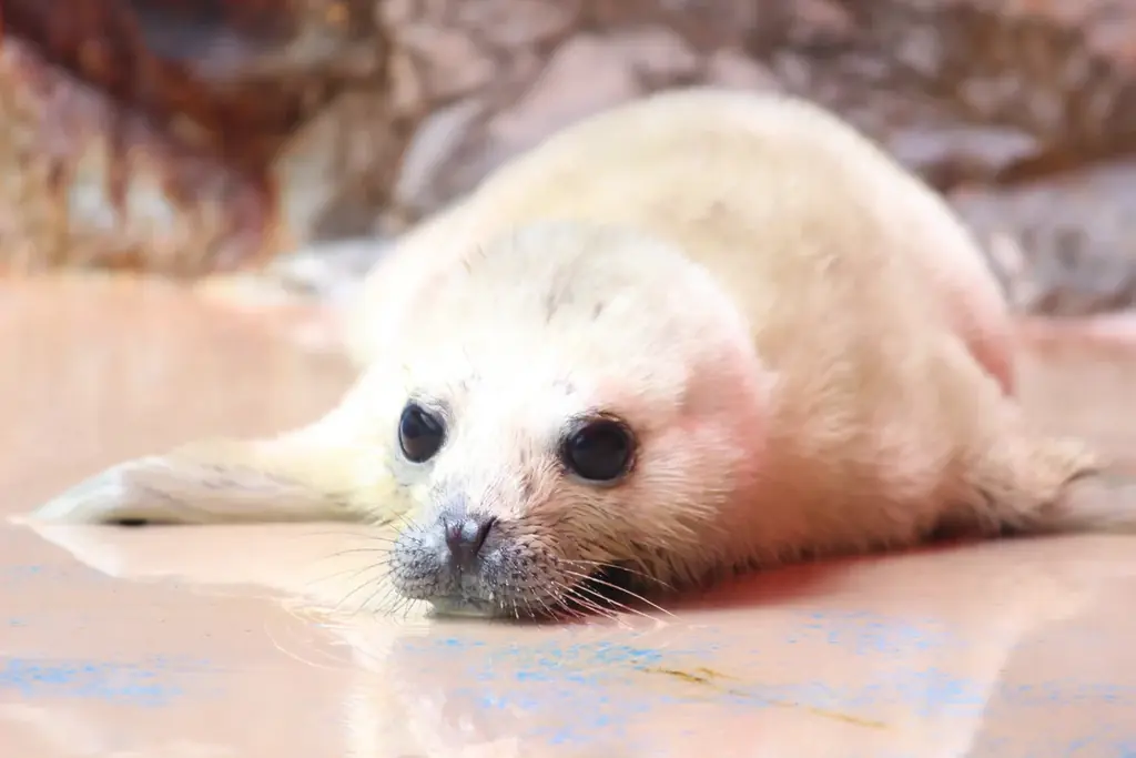 3年ぶりに赤ちゃん誕生！！伊勢シーパラダイスで「ゴマフアザラシ」の赤ちゃんが生まれました 画像 1