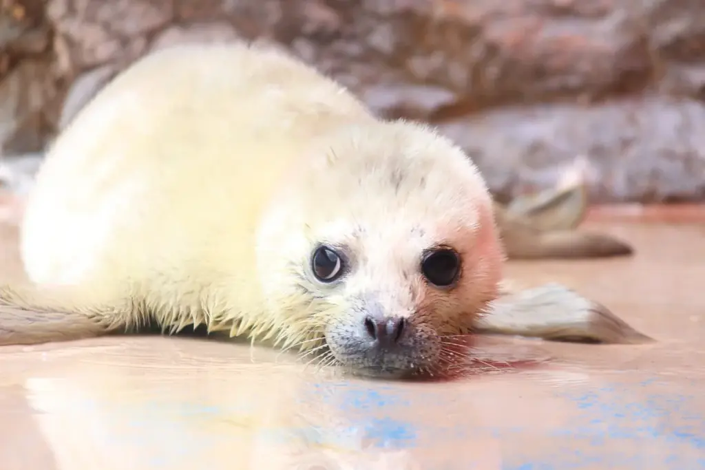 3年ぶりに赤ちゃん誕生！！伊勢シーパラダイスで「ゴマフアザラシ」の赤ちゃんが生まれました 画像 2