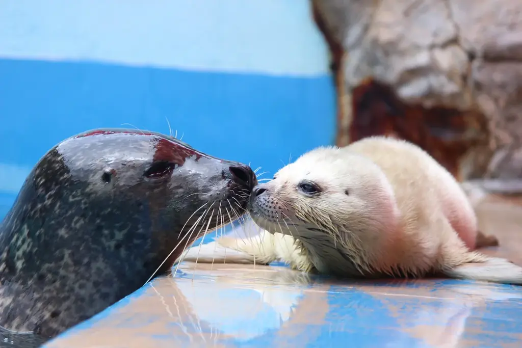 3年ぶりに赤ちゃん誕生！！伊勢シーパラダイスで「ゴマフアザラシ」の赤ちゃんが生まれました 画像 3