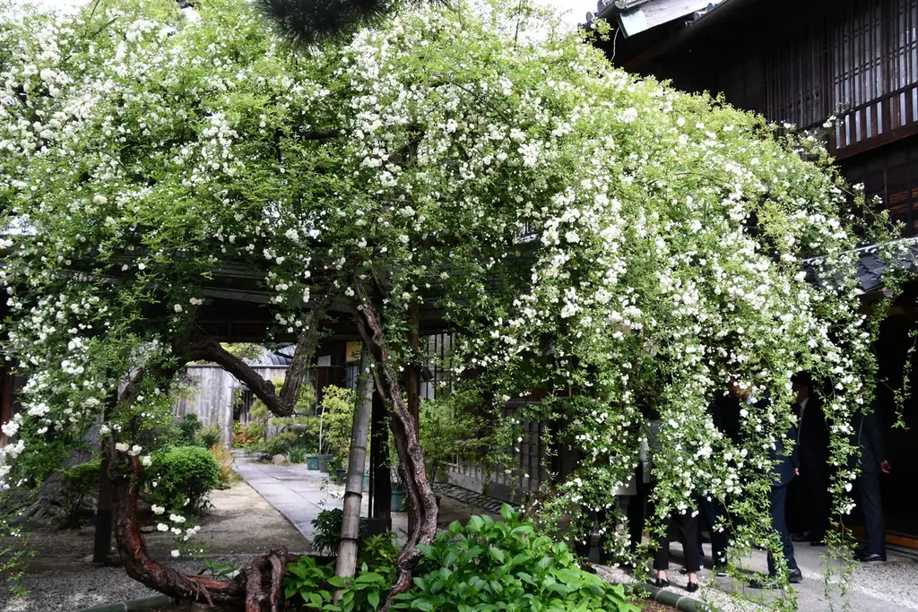 【愛知県半田市】日本最古・最大級！樹齢160年を超えハートの形になった「愛」を象徴する白モッコウバラを特別公開！ 画像 2