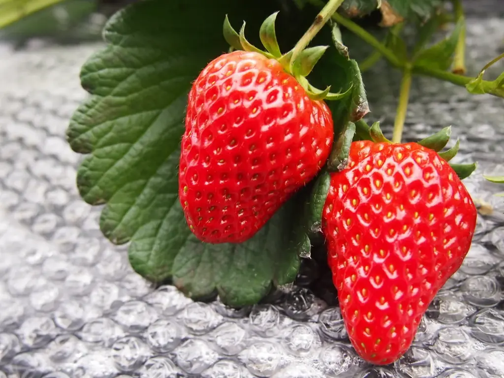 加熱せずに果樹園しぼりの生のいちご果汁をそのまま！アンリ・シャルパンティエから、ママ想いのやさしさを込めた母の日限定「母の日いちご」のフィナンシェギフトが新発売 画像 3