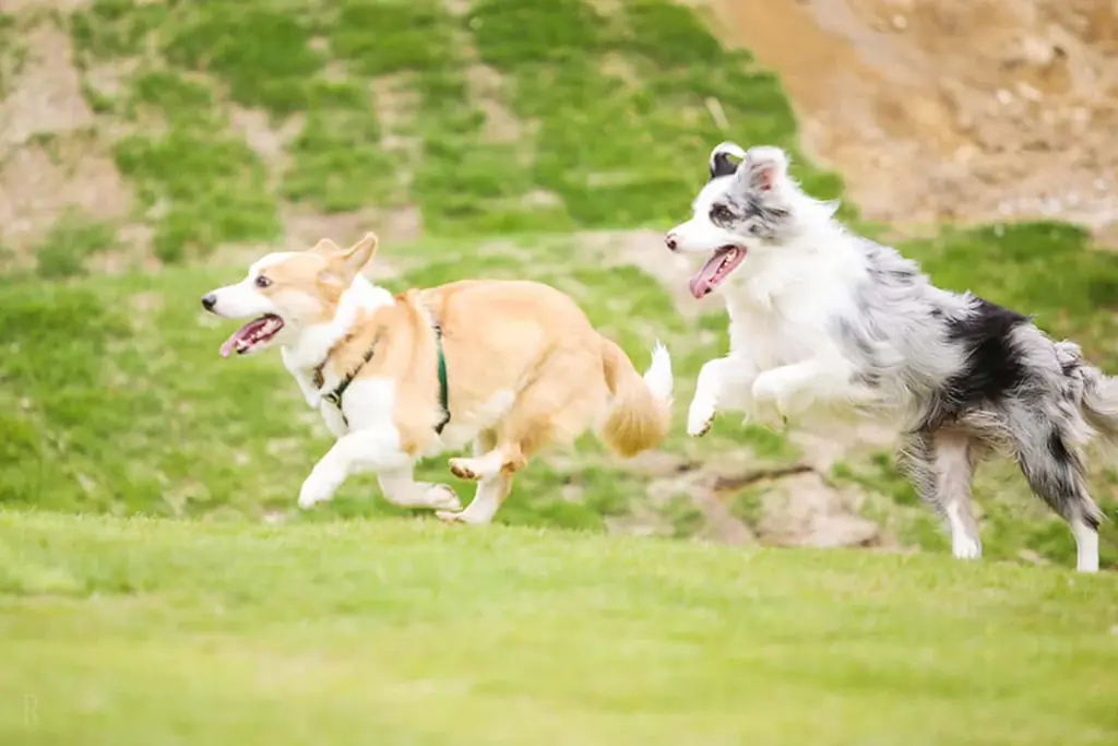 【1泊3食付で18,000円台〜】関西最大級のオールインクルーシブグランピング〈カリコリゾート淡路島〉で『熟成肉ダイニング誕生記念プラン』を販売開始。さらに期間限定で「縁日」毎日開催！ 画像 19