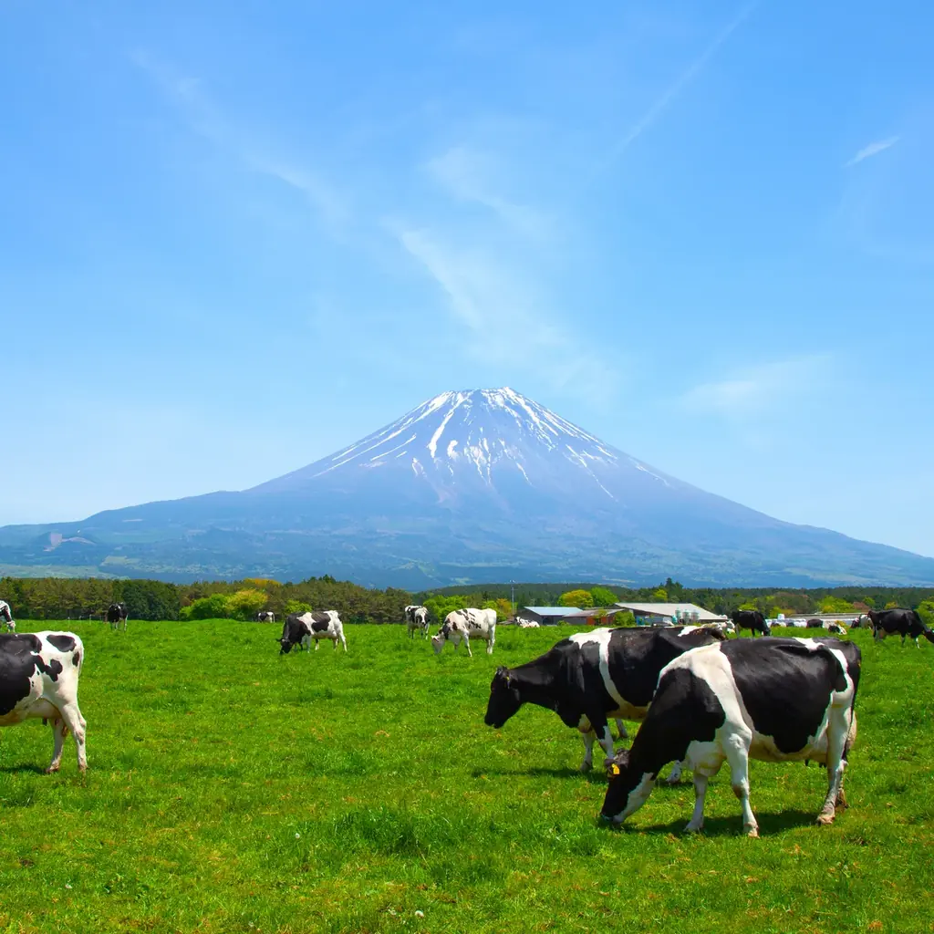 【あさぎり牛乳】日本の空の玄関口・羽田空港に初出店！91日間の長期催事が決定 画像 15