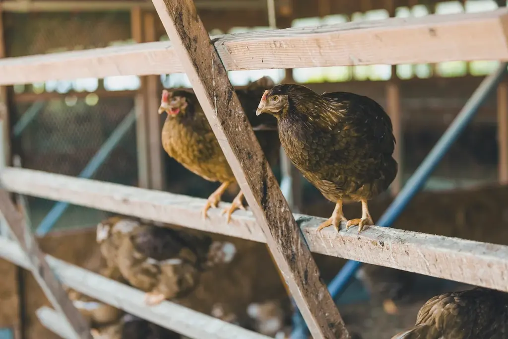 累計販売200万個突破！北海道発“ふわとろザク”の生チーズケーキ「CHEESE WONDER」5周年 ~春限定・人気フレーバー “まるごと苺”の「RED」復刻販売~ 画像 13