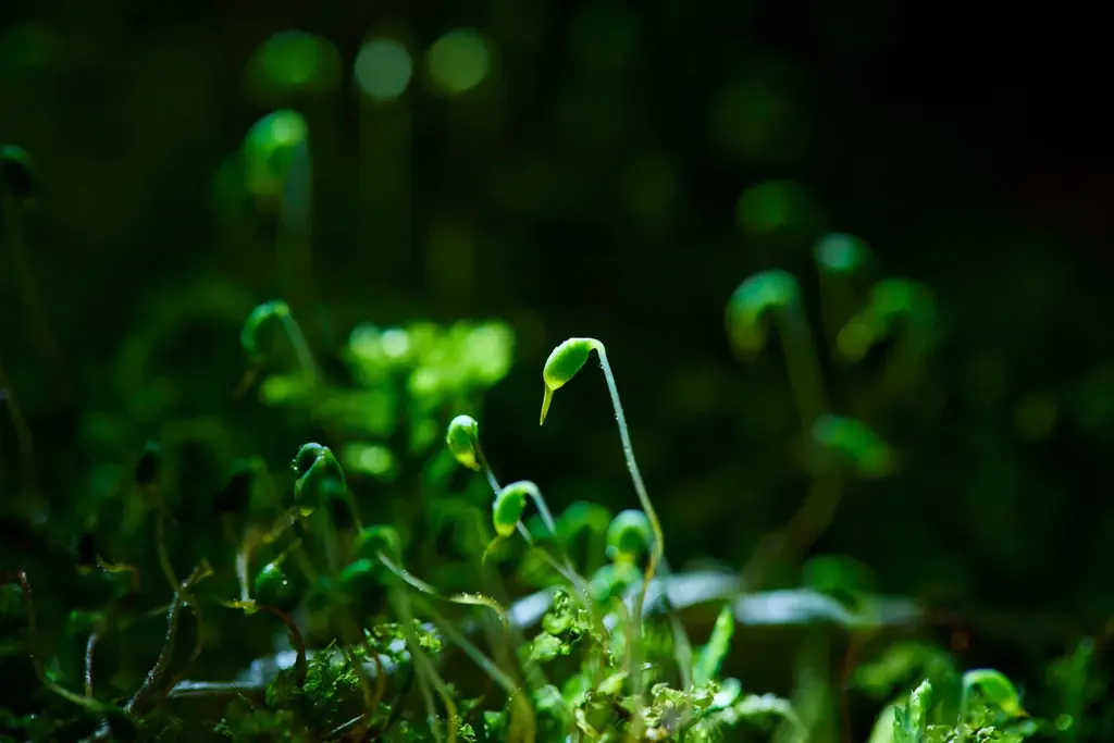 【奥入瀬渓流ホテル】食べられるこけ玉が新登場！奥入瀬渓流を代表する天然のこけ玉の成り立ちを表現した、知的好奇心を刺激するかき氷「おいらせこけ玉氷」提供開始 画像 14