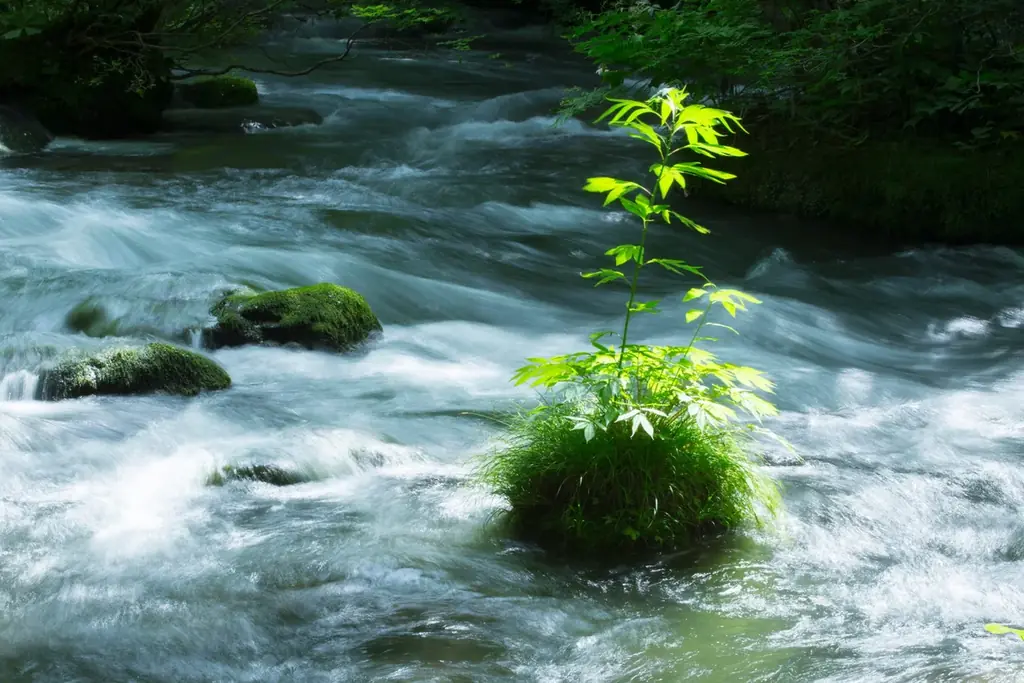 【奥入瀬渓流ホテル】食べられるこけ玉が新登場！奥入瀬渓流を代表する天然のこけ玉の成り立ちを表現した、知的好奇心を刺激するかき氷「おいらせこけ玉氷」提供開始 画像 4