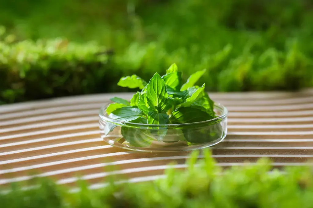 【奥入瀬渓流ホテル】食べられるこけ玉が新登場！奥入瀬渓流を代表する天然のこけ玉の成り立ちを表現した、知的好奇心を刺激するかき氷「おいらせこけ玉氷」提供開始 画像 8