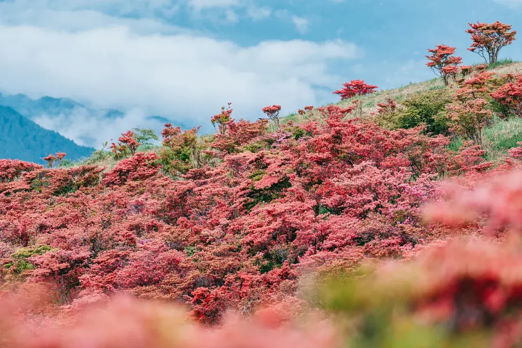 葛城山ツツジ鑑賞プラン
