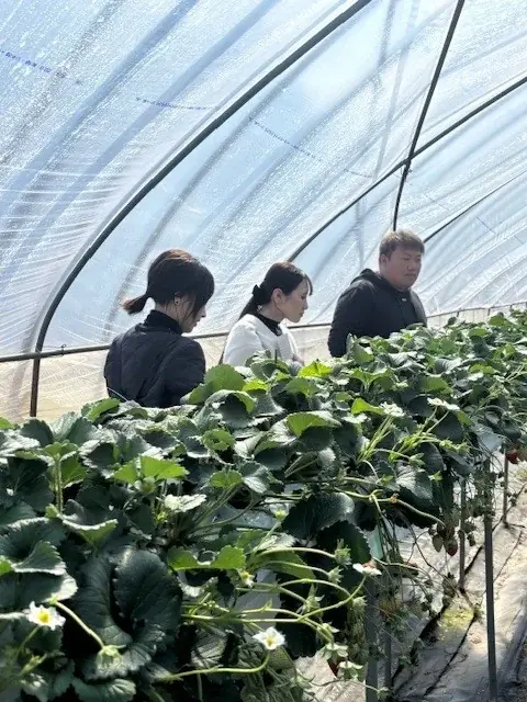 【カフェコムサ】創業30周年を彩る記念ケーキ第二弾、奈良県産いちご「古都姫」のショートケーキタルトをメインにショートケーキフェアを開催！ 画像 1