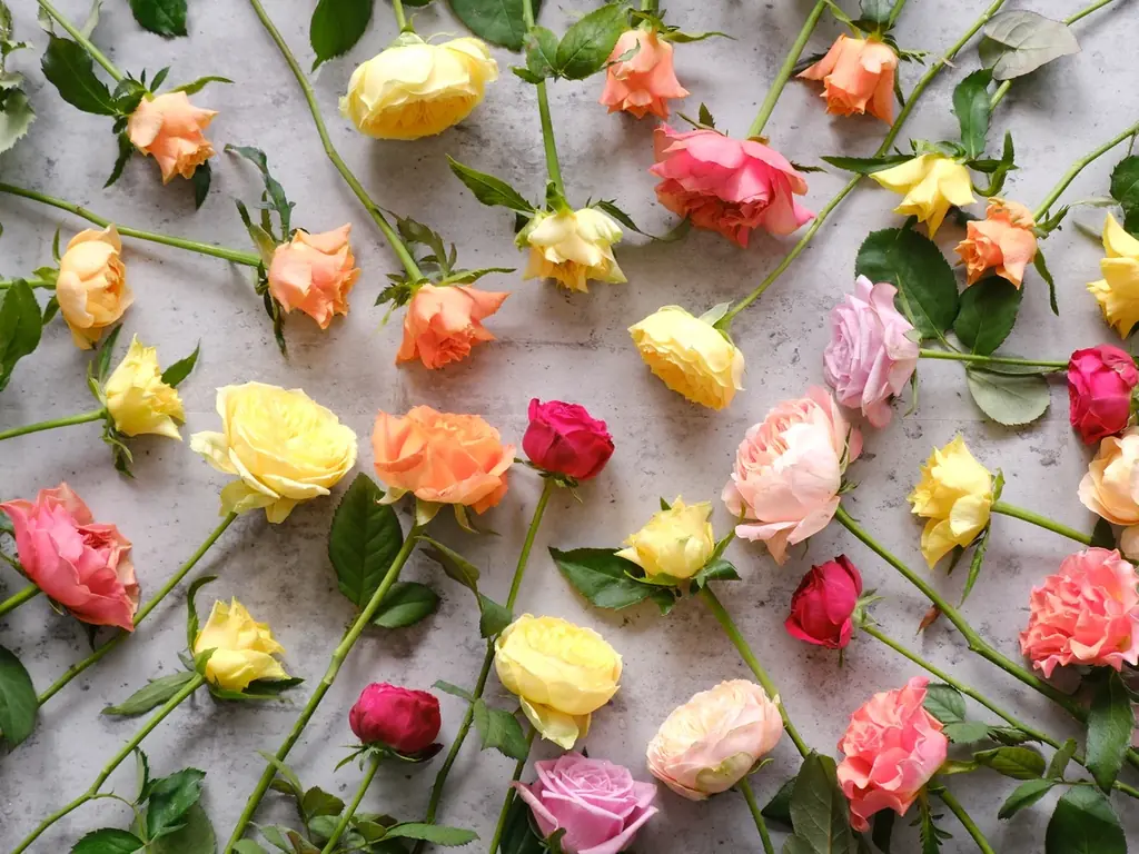 講談社×第一園芸『大切な人に本とバラを贈ろう サン・ジョルディの日』4月23日の「本を贈る日」にあわせ、バラをお買い上げの方へ特別小冊子をプレゼント！ 画像 5