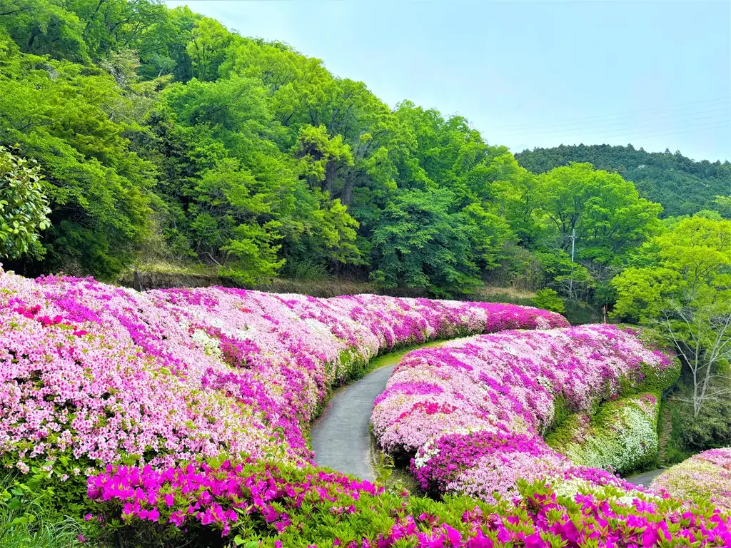 【歩いて出会う “ピンクの絶景”】【関西屈指】 画像 1