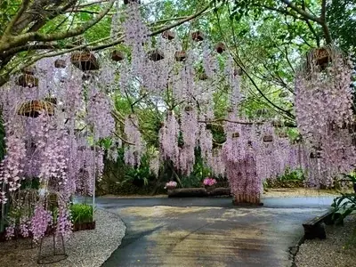 ビオスの丘 らんの花祭り うりずん2026「らんの舞」 画像 5