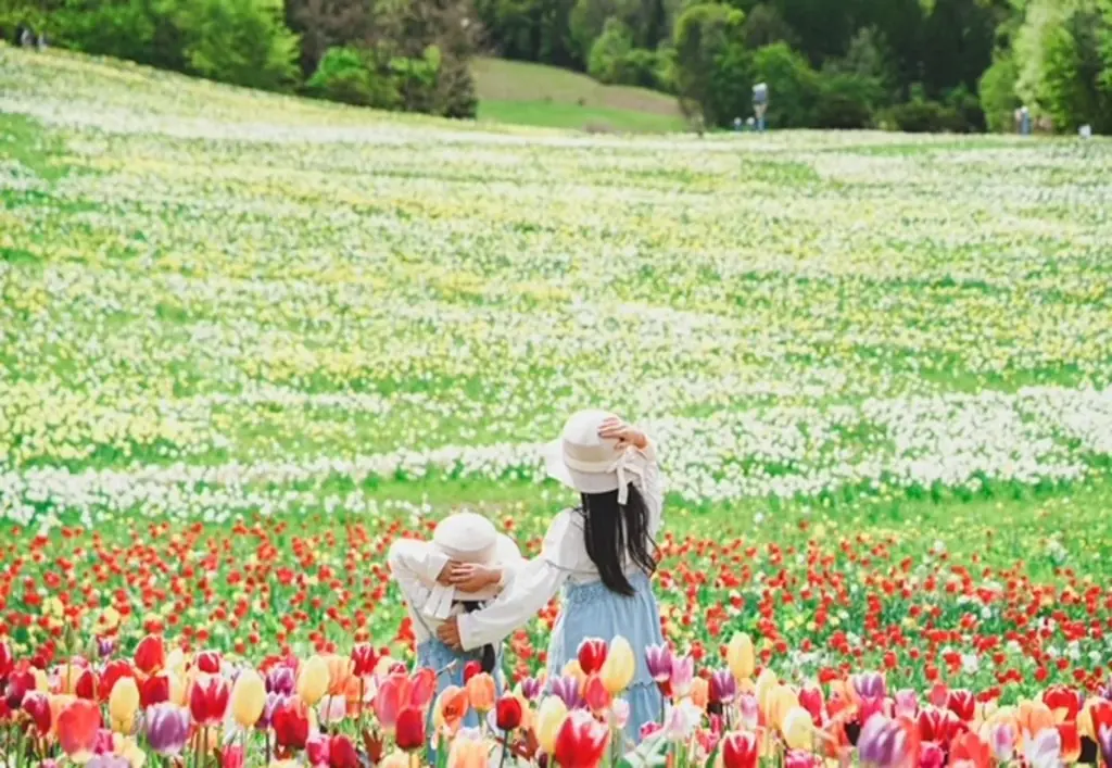 4月22日開園｜100万株のスイセンが黄金絨毯に