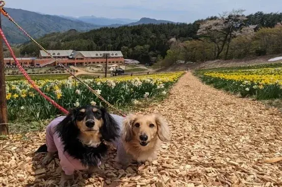 【地元再発見】GWは「近場」で感動体験。100万株のスイセンが咲き誇る「ノルンみなかみフラワーガーデン」が開園。愛犬との空中散歩や宝石探しが楽しめる「山遊び」の新定番。 画像 2