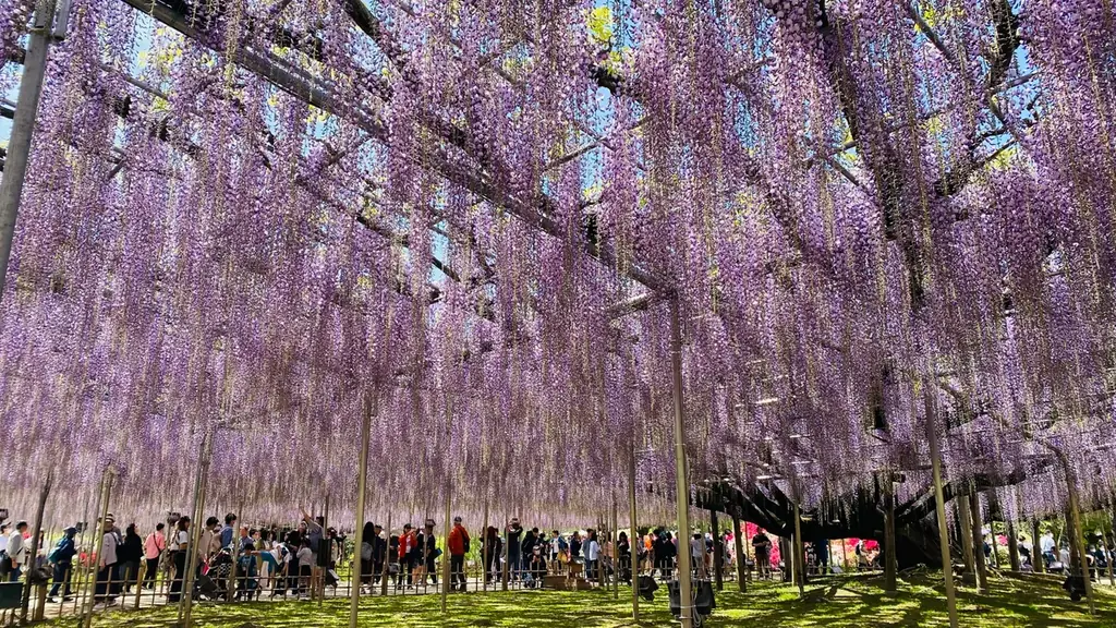 あしかがフラワーパークの大藤が昨年より1週間早く見頃を迎えました！ 画像 1