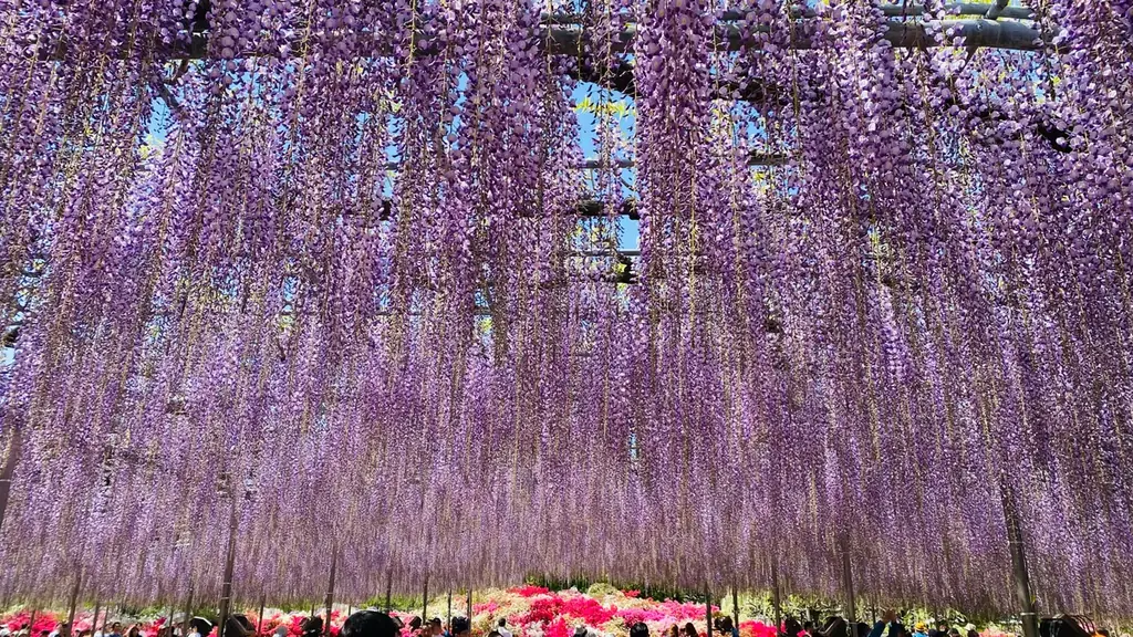 あしかがフラワーパークの大藤が昨年より1週間早く見頃を迎えました！ 画像 2