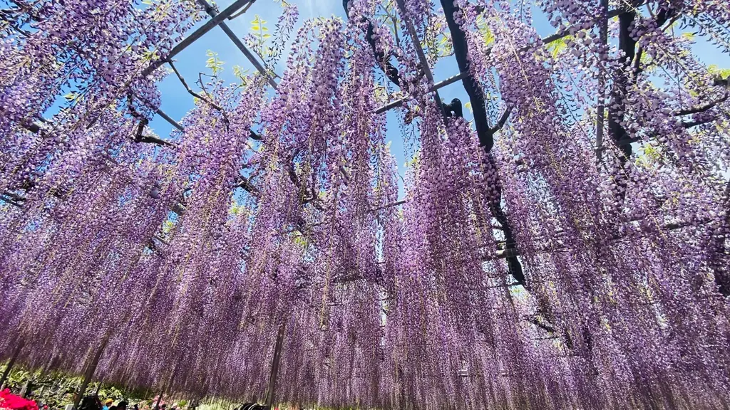 あしかがフラワーパークの大藤が昨年より1週間早く見頃を迎えました！ 画像 3