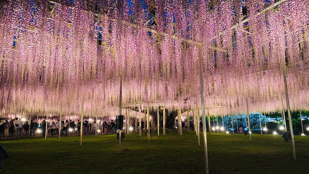 あしかがフラワーパークの大藤が昨年より1週間早く見頃を迎えました！ 画像 4