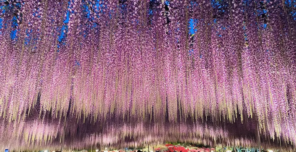 あしかがフラワーパークの大藤が昨年より1週間早く見頃を迎えました！ 画像 5