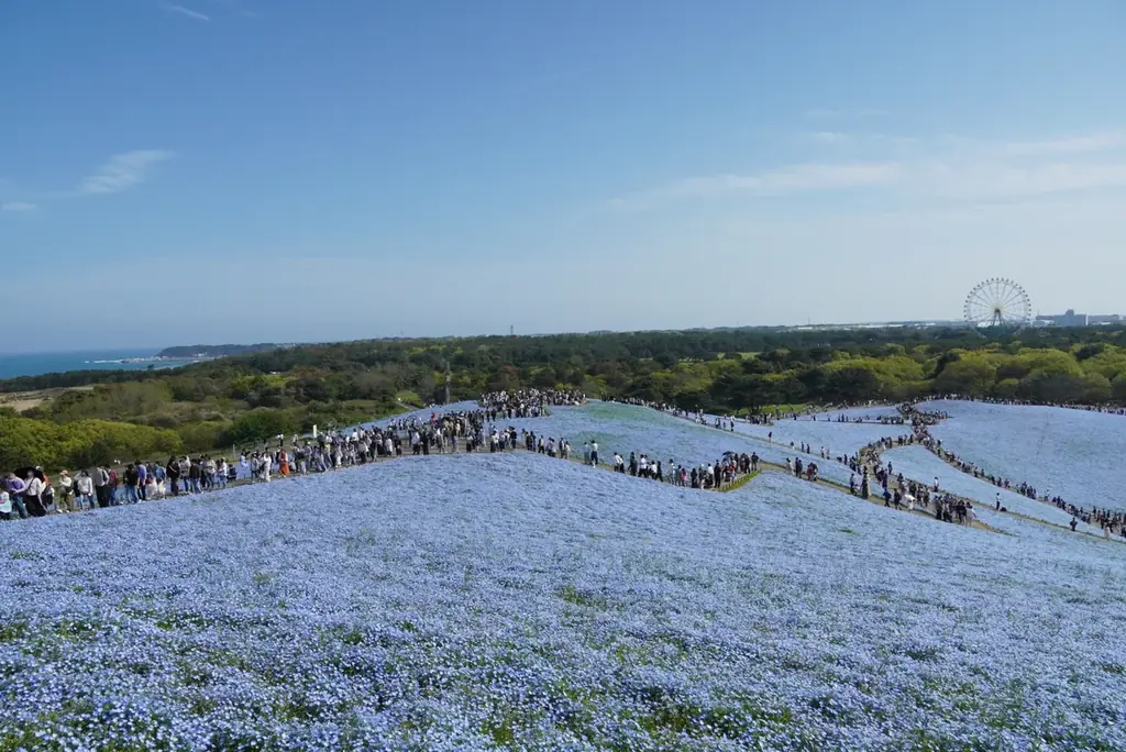 25年目を迎えたネモフィラ、満開に！（国営ひたち海浜公園） 画像 10