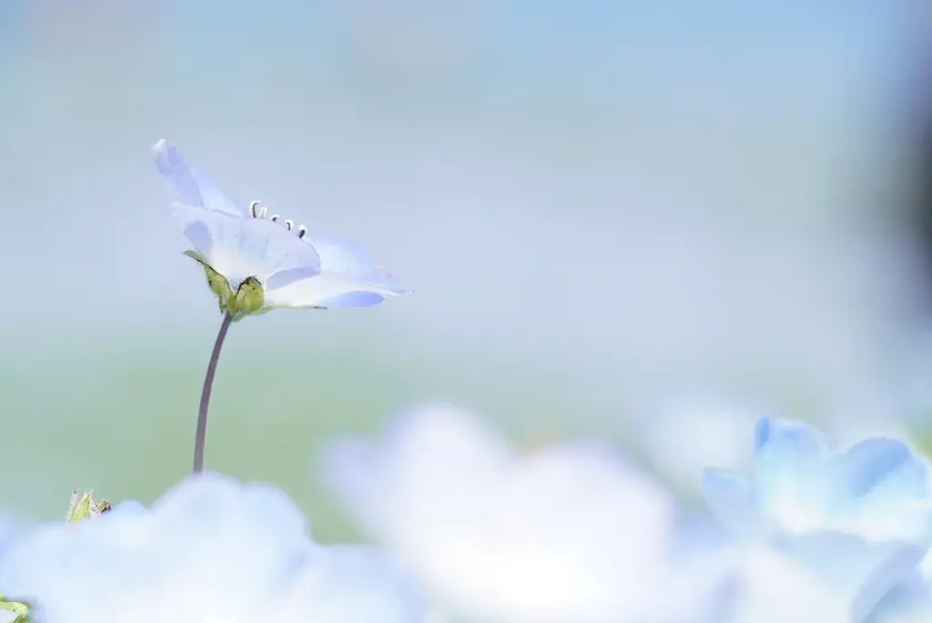 25年目を迎えたネモフィラ、満開に！（国営ひたち海浜公園） 画像 12